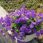Fanfantoey Artificial Flowers for Outdoor, UV Resistant Fake Plants Outside Decoration, 14 Pcs Realistic Silk Morning Glory Faux Flowers for Porch Patio Gardens Home Decor(Purple)