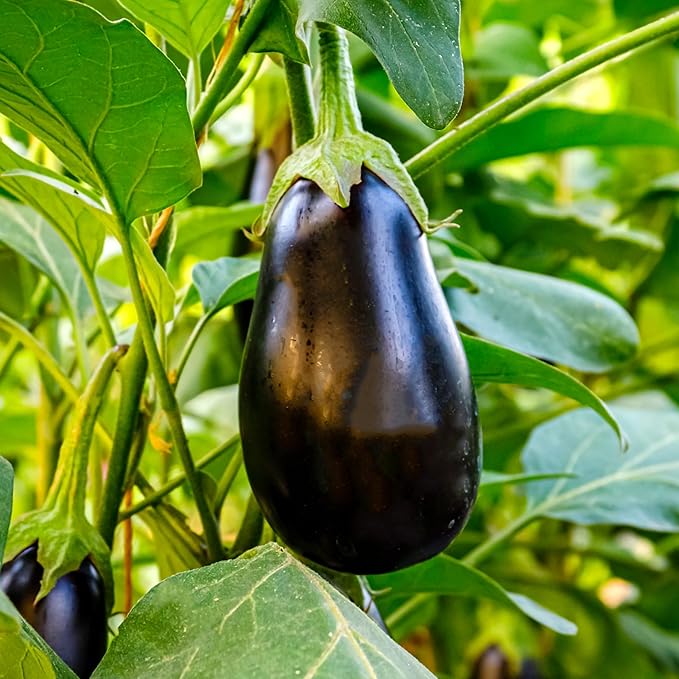 Bonnie Plants Black Beauty Eggplant, Live Plant, 1 Gal., 2-Pack