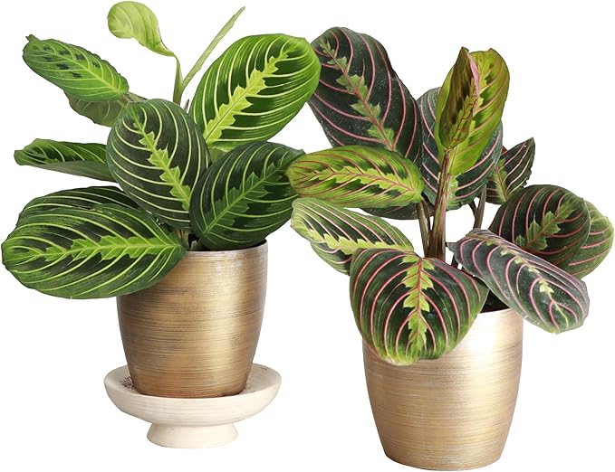 Thorsen's Greenhouse Prayer Plants Set of 2, Maranta leuconeura, Pet Safe, Low Light, Live Indoor Plants, 4" Diameter Plants, Classic Pots (Gold)