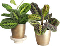 Thorsen's Greenhouse Prayer Plants Set of 2, Maranta leuconeura, Pet Safe, Low Light, Live Indoor Plants, 4" Diameter Plants, Classic Pots (Gold)