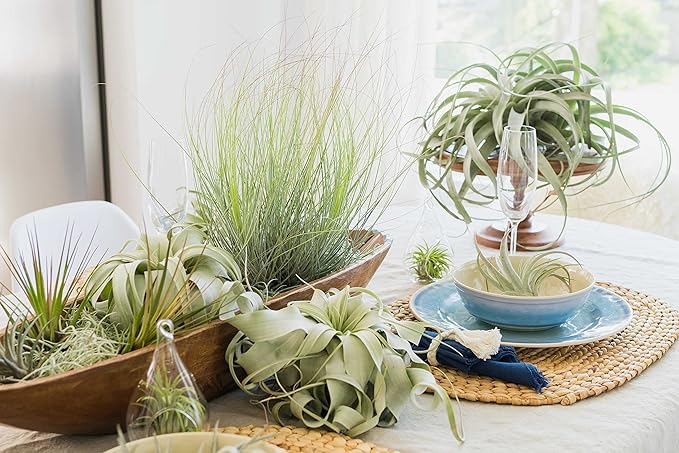 Air Plant Shop 9 Pack Mini Tillandsia Xerographica- Wholesale and Bulk - Succulents - Live Tillandsia - Easy Care Indoor and Outdoor House Plants