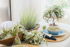 Air Plant Shop 9 Pack Mini Tillandsia Xerographica- Wholesale and Bulk - Succulents - Live Tillandsia - Easy Care Indoor and Outdoor House Plants