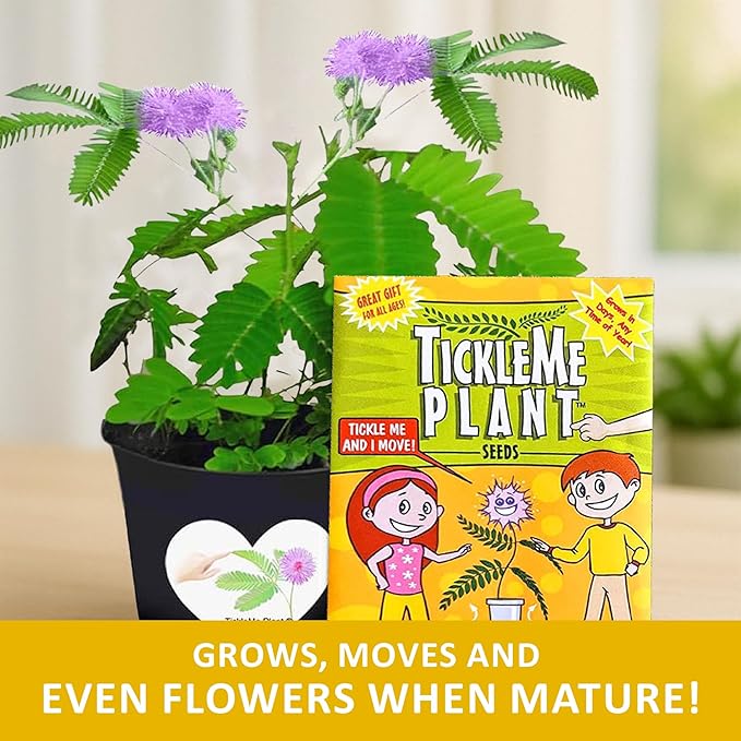 TickleMe Plant Seeds (2 Pack) – Grow the Touch-Sensitive Plant that Closes When Touched – Fun Easter Basket Stuffer – Easy Indoor Science Activity for Kids & Adults
