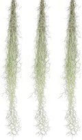 ragnaroc Tillandsia Usneoides ‘Thick-Colombian Spanish Moss’ - ragnaroc Indoor Tropical Plant 16” / 3 oz - Live Arrival Guaranteed - Live Air Plant & House Plants for Home Decor & Gift