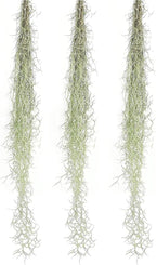 ragnaroc Tillandsia Usneoides ‘Thick-Colombian Spanish Moss’ - ragnaroc Indoor Tropical Plant 16” / 3 oz - Live Arrival Guaranteed - Live Air Plant & House Plants for Home Decor & Gift