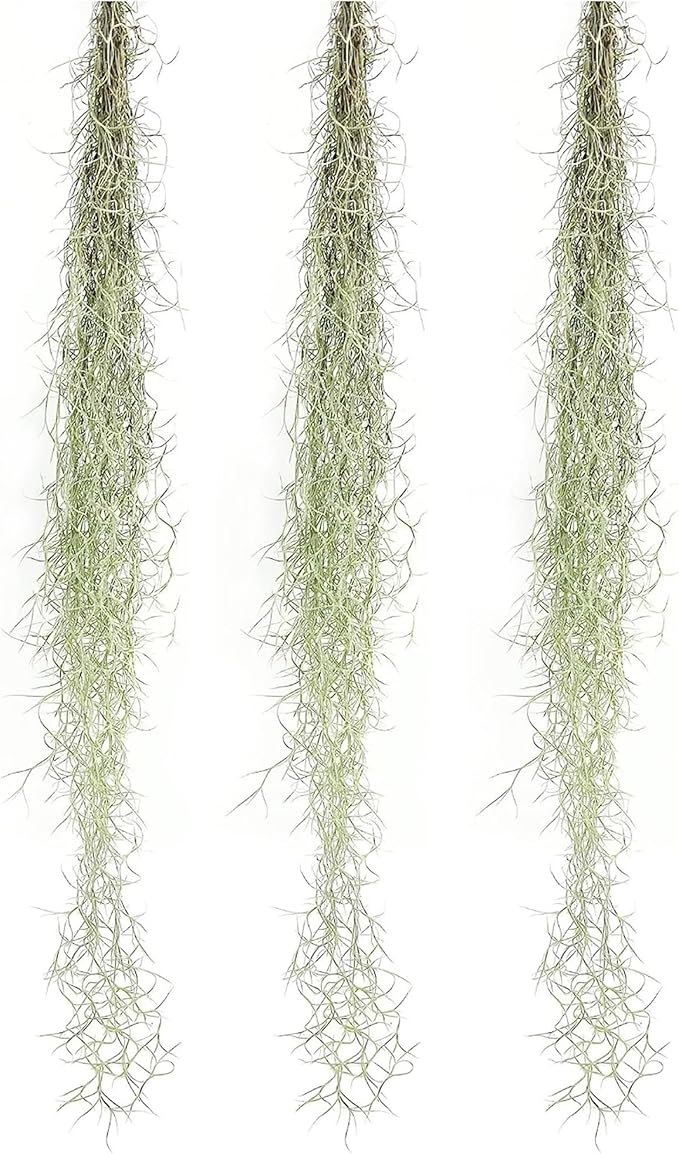 ragnaroc Tillandsia Usneoides ‘Thick-Colombian Spanish Moss’ - ragnaroc Indoor Tropical Plant 16” / 3 oz - Live Arrival Guaranteed - Live Air Plant & House Plants for Home Decor & Gift