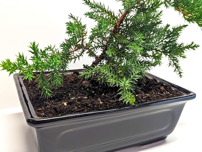 6" Juniper Bonsai Tree Live Indoor Outdoor Houseplant Real Ceramic Pot