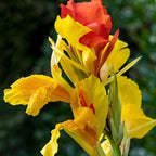 Canna 'Cleopatra', a Great Live Pond Plant for Your Water Garden. Filters koi and Goldfish Ponds. Good for Bogs, Plant Shelf or Shallow Water This marginal Aquatic is a Real Beauty