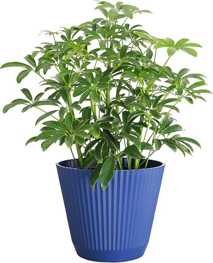 Thorsen's Greenhouse Live Arboricola Umbrella Tree Plant, Schefflera Arboricola, Natural Air Purifier, Easy to Grow, Live Indoor Houseplant, 6-inch Diameter (Navy (6" Pot))