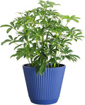 Thorsen's Greenhouse Live Arboricola Umbrella Tree Plant, Schefflera Arboricola, Natural Air Purifier, Easy to Grow, Live Indoor Houseplant, 6-inch Diameter (Navy (6" Pot))