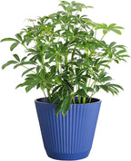 Thorsen's Greenhouse Live Arboricola Umbrella Tree Plant, Schefflera Arboricola, Natural Air Purifier, Easy to Grow, Live Indoor Houseplant, 6-inch Diameter (Navy (6" Pot))