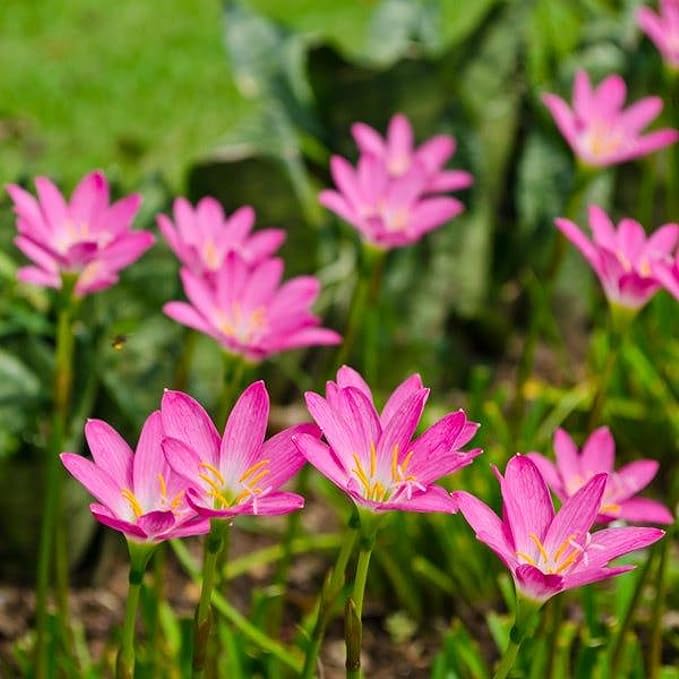 Pink Rain Lily, a Great Live Pond Plant for Your Water Garden. Filters The koi and Goldfish Pond. Good for Bogs, Plant Shelf or Shallow Water This marginal Aquatic is a Real Beauty