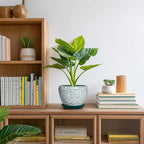 Ceramic Plant Pot - 6 Inch Planters for Indoor Plants, Round Succulent Pots with Drainage Hole and Saucer, Modern Decorative Plant Pots, Bathroom Decor, House Warming Gifts, Crackle Green