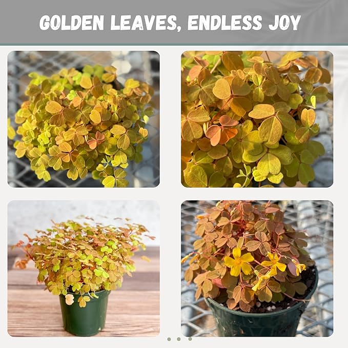 Oxalis Golden Live Plant in 4-Inch Pot - Vibrant Golden-Yellow Foliage, Low Maintenance Houseplant for Indoor/Outdoor Décor and Unique Gift Ideas (Heat Pack Included)