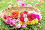 100 Mixed Colors Portulaca Moss Rose Grandiflora Flower Seeds