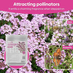 Groundio 20000+ Creeping Thyme Seeds Ground Cover Plant, Perennial Thyme Flower Seeds for Planting Outdoor, Low Maintenance, Grown in The USA