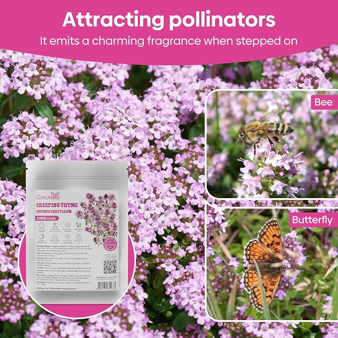 Groundio 20000+ Creeping Thyme Seeds Ground Cover Plant, Perennial Thyme Flower Seeds for Planting Outdoor, Low Maintenance, Grown in The USA