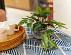 AlphaAcc Faux Plant Decor Potted Artificial Small Greenery Ivy Leaves Plants with Black and White Geometry Patterns Cement Pot for Office Desk Home Kitchen Decoration (Taro Leaf)