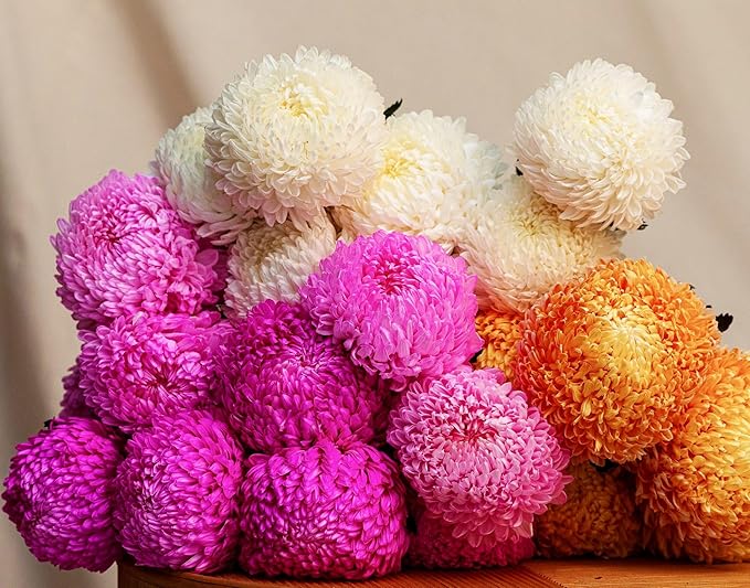 100PCS Mixed Color Snowball Mums Pompon Chrysanthemum Seeds Pompon Mum Courtyard Flower Heirloom Rare Seeds