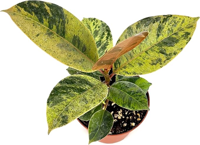 Ficus Shivereana Moonshine Live Potted House Plant, Air Purifying, Green, Orange, Yellow Color, 4 Inch Pot, Indoor