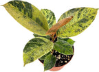 Ficus Shivereana Moonshine Live Potted House Plant, Air Purifying, Green, Orange, Yellow Color, 4 Inch Pot, Indoor