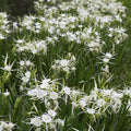 Chalily Spider Lily, a Great Live Pond Plant for Your Water Garden. Filters The koi and Goldfish Pond. Good for Bogs, Plant Shelf or Shallow Water This marginal Aquatic is a Real Beauty