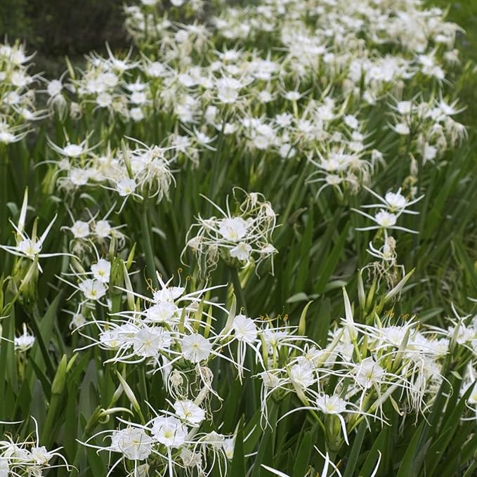 Chalily Spider Lily, a Great Live Pond Plant for Your Water Garden. Filters The koi and Goldfish Pond. Good for Bogs, Plant Shelf or Shallow Water This marginal Aquatic is a Real Beauty