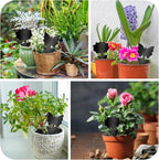 Fruit Fly Traps, 60 Pack Black Sticky Traps, Fungus Gnat Traps, Plant Fly Stickers for Indoor and Outdoor Use Protect The Plant
