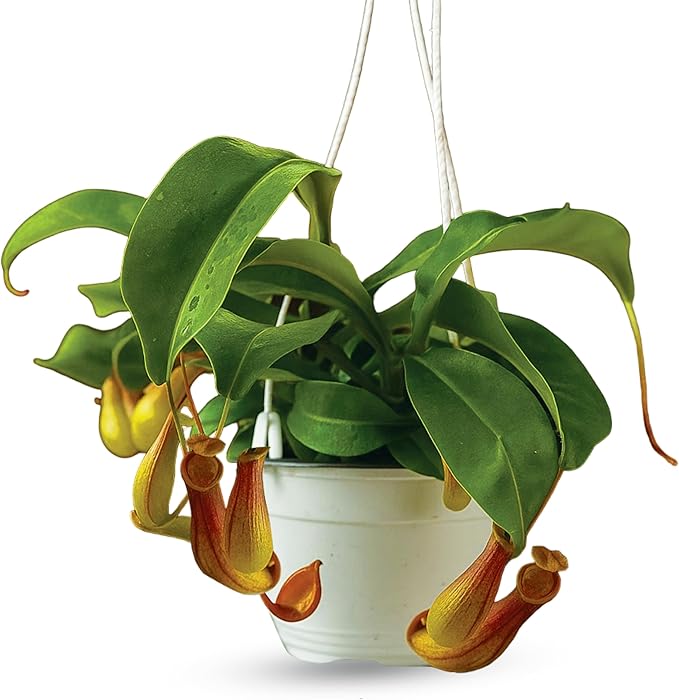 Pitcher Plant Live - Nepenthes Alata Carnivorous Plants Live - Exotic - Easy to Grow, Air Purifying, Indoor House Plants Flowers for Home, Office, Wedding Decor & Birthday Gift (Heat Pack Included)