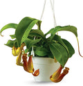 Pitcher Plant Live - Nepenthes Alata Carnivorous Plants Live - Exotic - Easy to Grow, Air Purifying, Indoor House Plants Flowers for Home, Office, Wedding Decor & Birthday Gift (Heat Pack Included)
