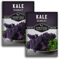 Scarlet Kale Seeds for Planting – Heirloom Purple Kale – Cold Hardy for Fall & Spring Vegetable Gardens – Crimson-Red Curly Leaves, Edible Garden Greens – Survival Garden Seeds (2 Packs)
