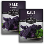 Scarlet Kale Seeds for Planting – Heirloom Purple Kale – Cold Hardy for Fall & Spring Vegetable Gardens – Crimson-Red Curly Leaves, Edible Garden Greens – Survival Garden Seeds (2 Packs)