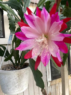 Epiphyllum 'Wild Thing' Fully-Rooted Starter Pot - Orchid Cactus Hybrid - Indoor Outdoor Plant - Central America Origin - No Shipping to California or Arizona