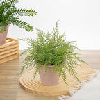 Artificial Fern Potted Plant, 9" Small Fake Plants in Pot, Faux Lace Fern Plant Greenery for Home Office Farmhouse Living Room Bathroom Kitchen Tabletop Desk Shelf Decoration