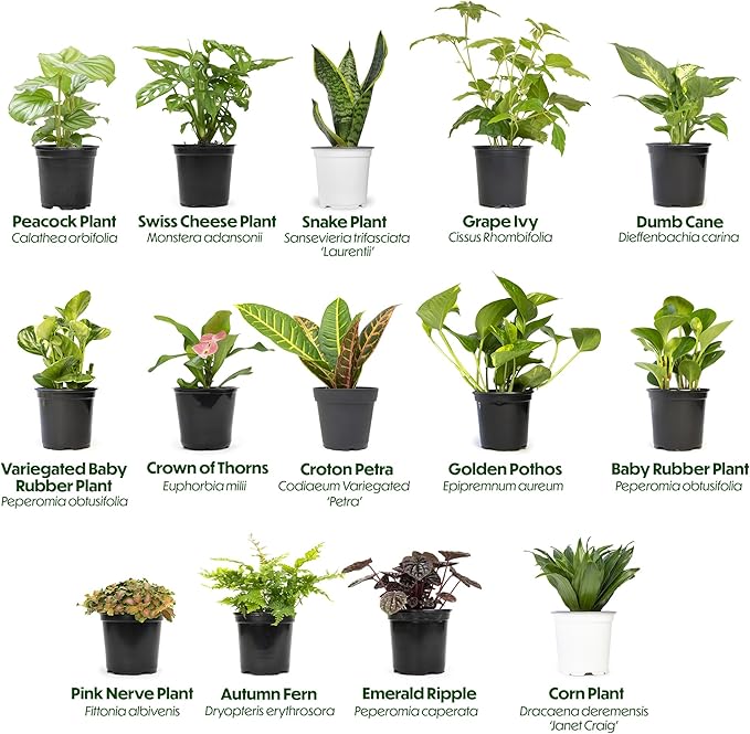 Essential Houseplant Collection (4PK) in 4.25" Grower Pots, Easy Air Purifying Plant Pack with Pothos, Syngonium, Philodendron, & More Popular Live Houseplants for Beginners by Plants for Pets