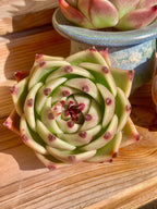 Echeveria Agavoides Blue Dragon Rare Live Succulent Plants, 1 Head Pot Size 2.5 Live Plant, Excludes Pot & Soil, Garden Indoor Office Desk, Party Baby Shower Decor, Gift for Plant Enthusiasts