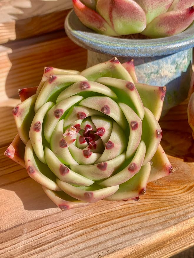 Echeveria Agavoides Blue Dragon Rare Live Succulent Plants, 1 Head Pot Size 2.5 Live Plant, Excludes Pot & Soil, Garden Indoor Office Desk, Party Baby Shower Decor, Gift for Plant Enthusiasts