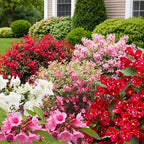 Random Weigela Live Plant, Spring Blooming Shrub in 4” Pot, Hardy Perennial Flowering Bush for Garden Borders, Cold Hardy, Dormant in Winter