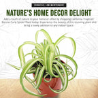 California Tropicals Bonnie Curly Spider Plant - Real Live Tropical Houseplant, Perfect for Indoor/Outdoor Home and Office Decoration, Easy Care, Perfect for Pots, Baskets or Patio - 4 Inch