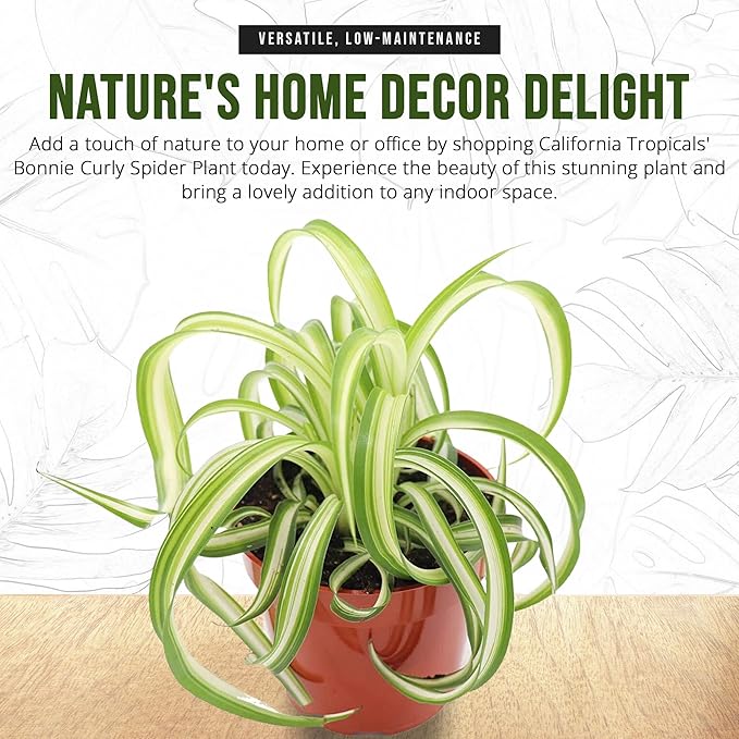 California Tropicals Bonnie Curly Spider Plant - Real Live Tropical Houseplant, Perfect for Indoor/Outdoor Home and Office Decoration, Easy Care, Perfect for Pots, Baskets or Patio - 4 Inch