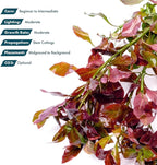 SubstrateSource Live Plant - Ludwigia Ovalis - Easy Care, Moderate to High Light, Green to Orange Accent, Freshwater Aquatic Plant for Aquascaping - Lead Bunch