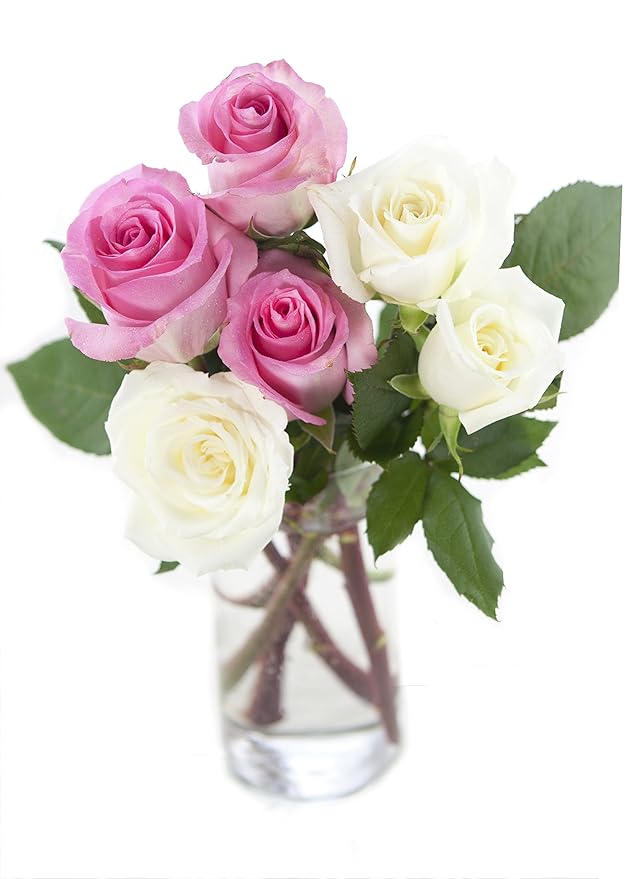 KaBloom - Bouquet of Long Stemmed Pink and White Roses (Half Dozen) - With Vase- Fresh Flowers for Birthday, Valentine's & Mother's Day
