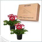 Live Flowering Gerbera Daisies - Rose and White Bicolor (2 Plants Per Pack), Beautiful Spring Flowers, 12" Tall by 5" Wide in 1 Qt Pot
