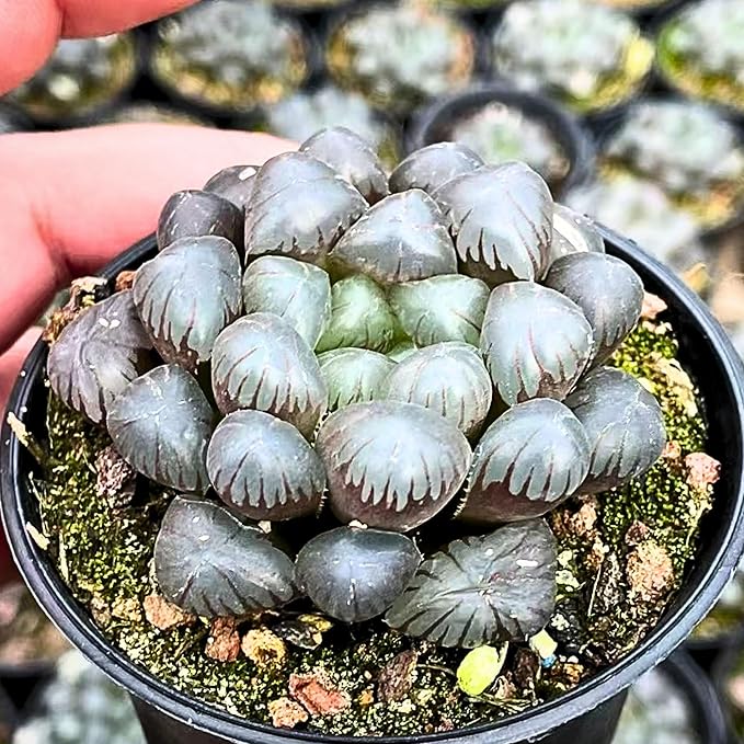 Rare Haworthia Cooperi OB1 - Succulent Plants - Unique Varieties | Live Indoor Plants | Low-Maintenance | Great for Collectors, Home, Office, and Gifts
