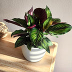Plants for Pets Calathea Ornata Plant Decor, Pinstripe Plant in 6" White Pot, Cat Safe, Pet Friendly Indoor Plants, Live Plant Gifts for Plant Lovers, Desk Plants & Decorative Plants by Plants for Pet