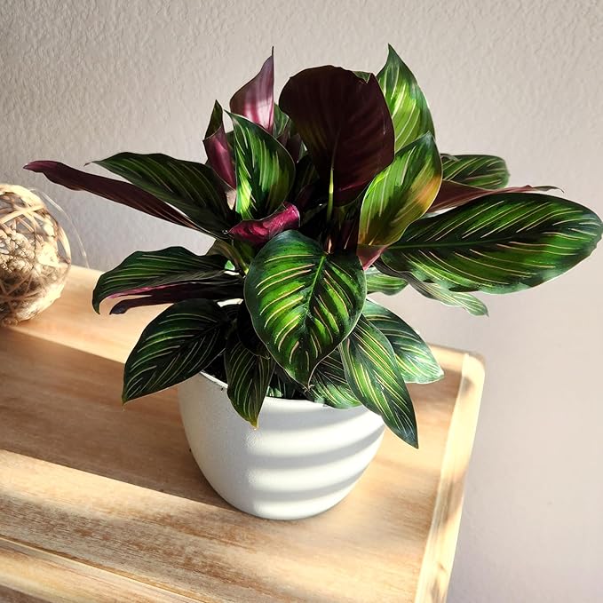 Plants for Pets Calathea Ornata Plant Decor, Pinstripe Plant in 6" White Pot, Cat Safe, Pet Friendly Indoor Plants, Live Plant Gifts for Plant Lovers, Desk Plants & Decorative Plants by Plants for Pet