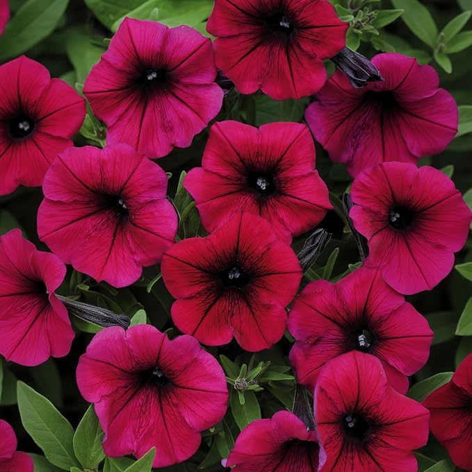 270+ Trailing Petunia Seeds for Planting - Spreading Annual Flower Blooms for Hanging Baskets, Window Boxes, and Garden Ground Cover