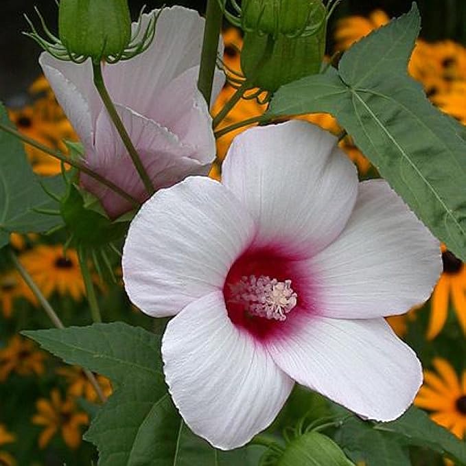 Chalily Pink Water Hibiscus, a Great Live Pond Plant for Your Water Garden. Filters The koi and Goldfish Pond. Good for Bogs, Plant Shelf or Shallow Water This marginal Aquatic is a Real Beauty
