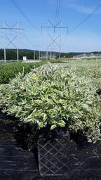 Cornus alba 'Ivory Halo' (Varigated Dogwood) Shrub, White Flowers with Varigated Foliage, #2 - Size Container