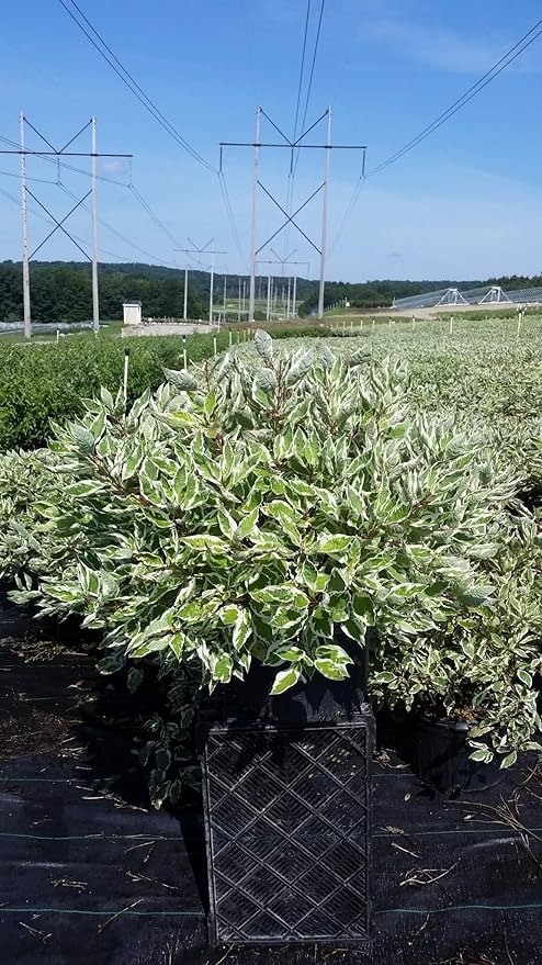 Cornus alba 'Ivory Halo' (Varigated Dogwood) Shrub, White Flowers with Varigated Foliage, #2 - Size Container